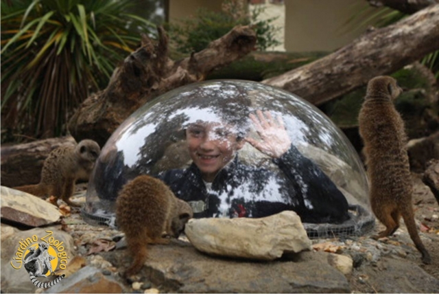  the meerkat tunnel 