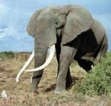 Elefante africano