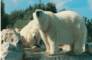 Uno sguardo al Polo Nord dal caldo sole della Puglia