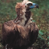  Black Vulture 