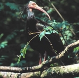 Bald Ibis 