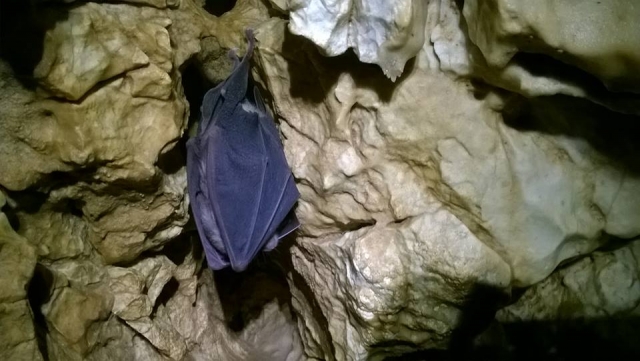 Los amigos en las cuevas 