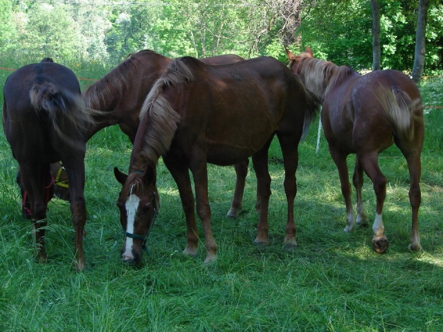 Nos chevaux au pâturage 