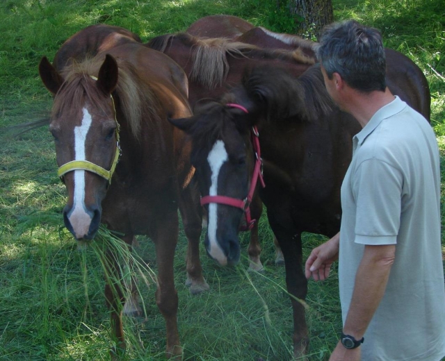  nos chevaux 
