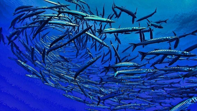  Os habitantes do fundo do mar 