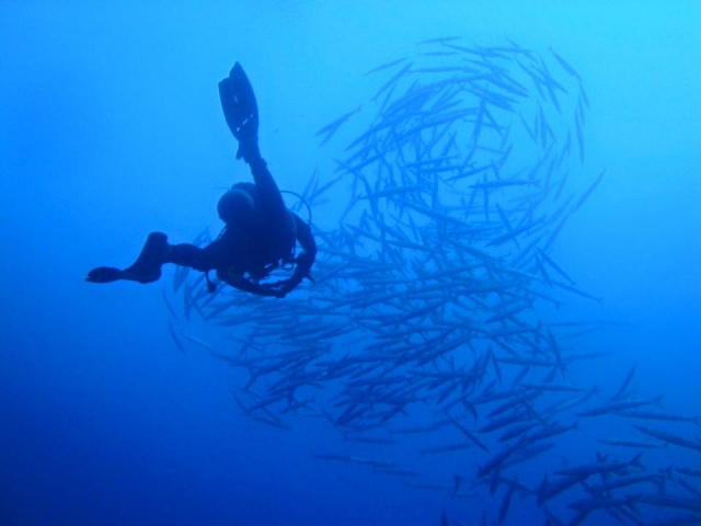 99999999-99 -99- Swinming com o Fish 