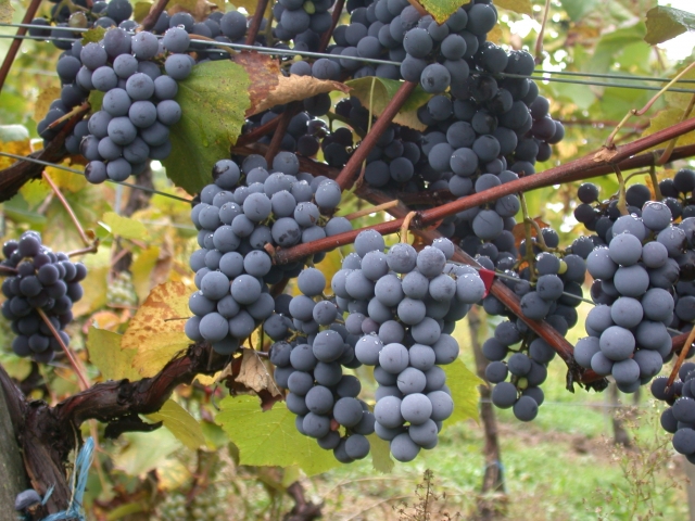  Vinhos da Sardenha 