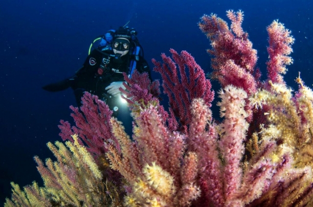 与海扇一起潜水