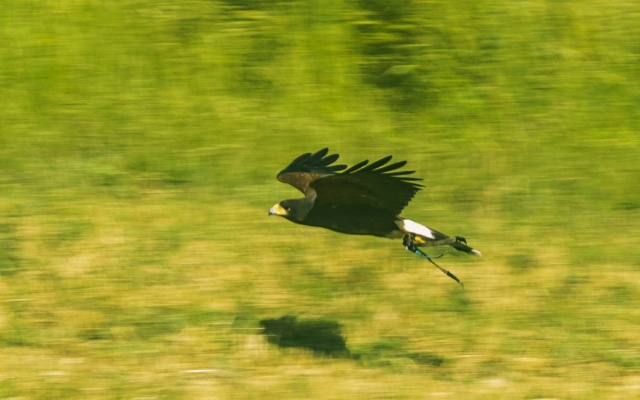  en el vuelo 