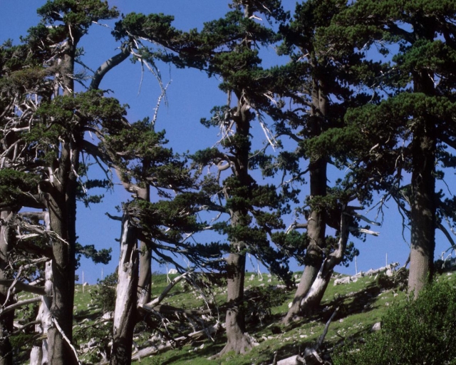Un Esempio Di Parco Avventura