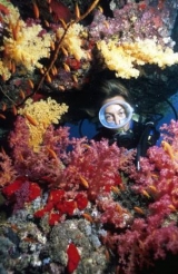  espléndate de los colores y la vivacidad de la vida marina 