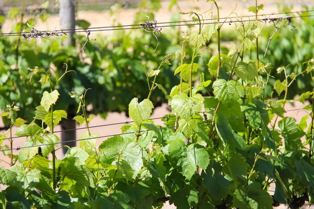 le nostre vigne