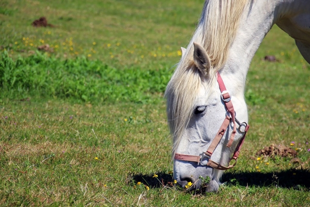  Eating horse 