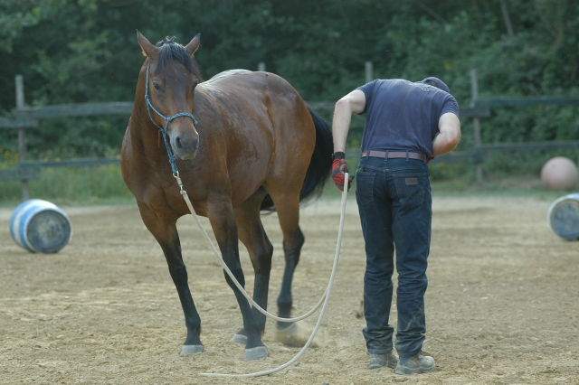  Kennenlernen des Pferdes 