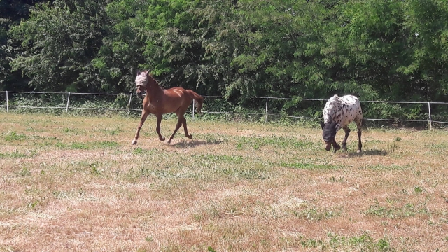 Chevaux dans le pré 