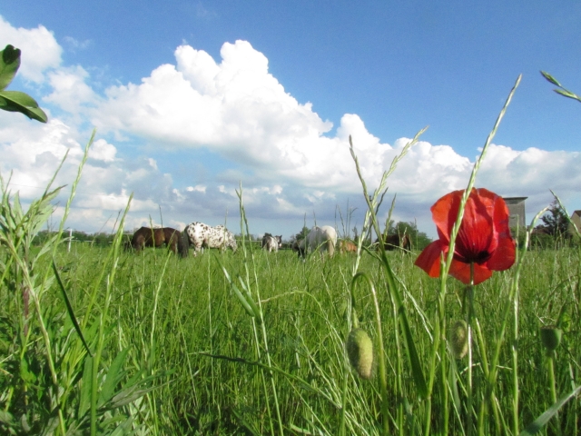  La nature de notre région 