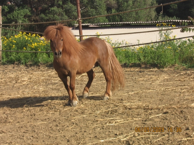  Pony 