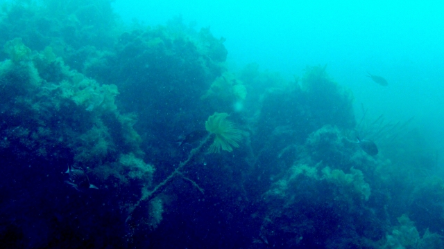  die Hecke 