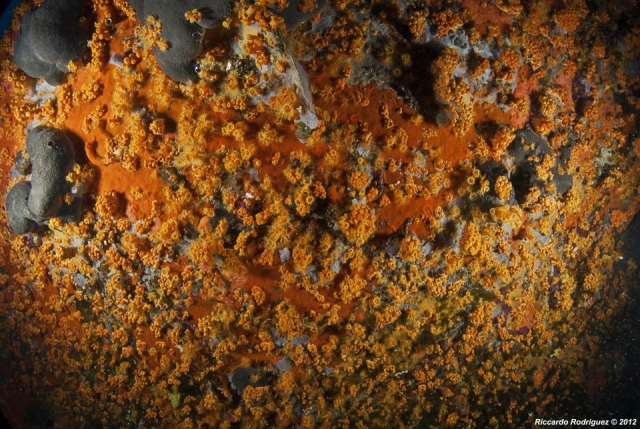 Una bellissima parete coperta da margherite di mare