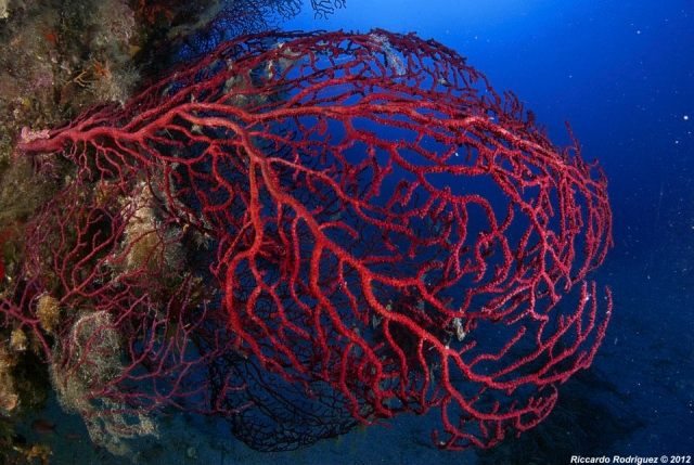 Uno stupendo ramo di gorgonia