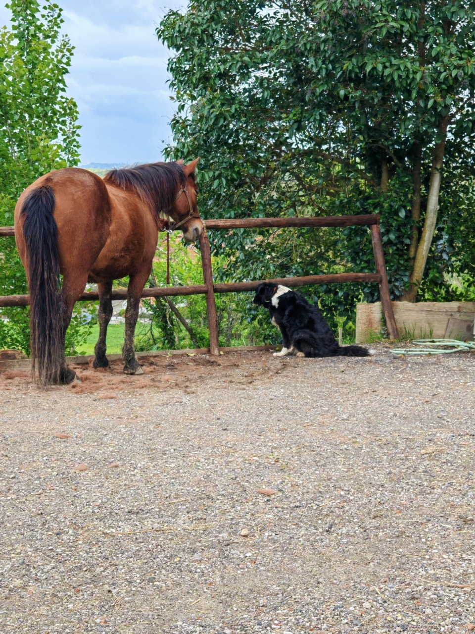  amigos de cuatro patas