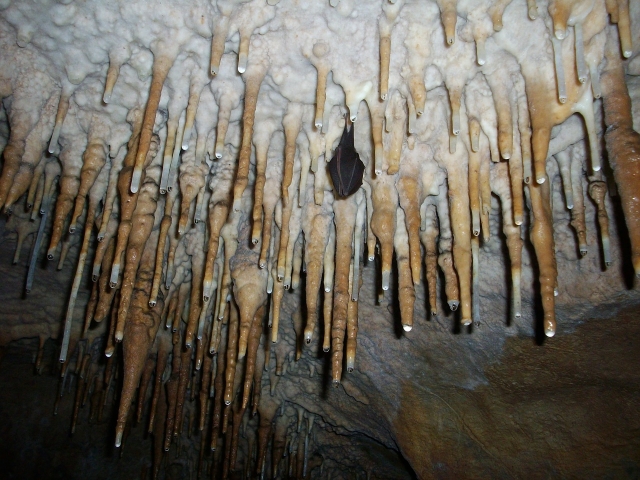  Stalactites 