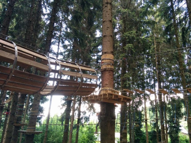 Have fun among the trees 