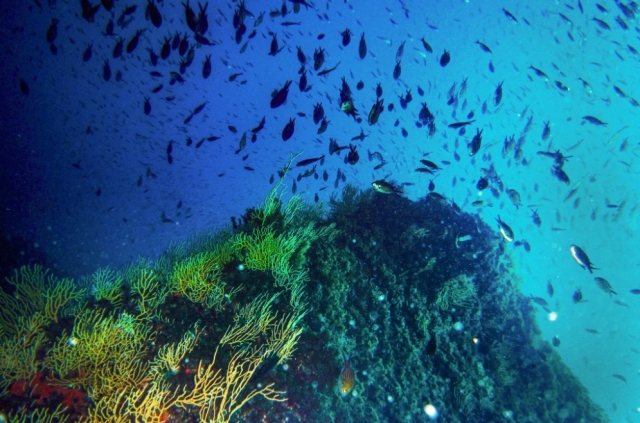  the wonders of diving 