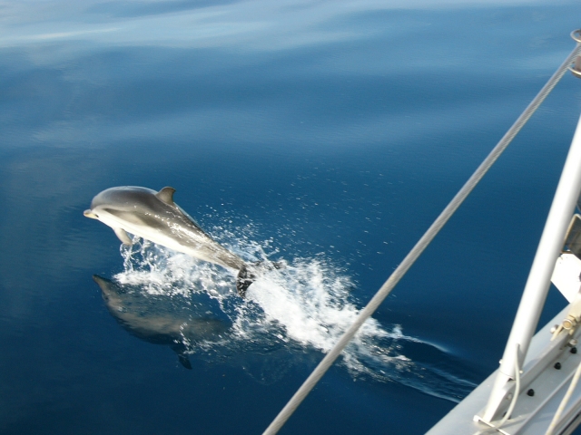 Con i delfini