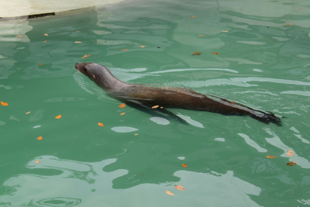  seal zoo 