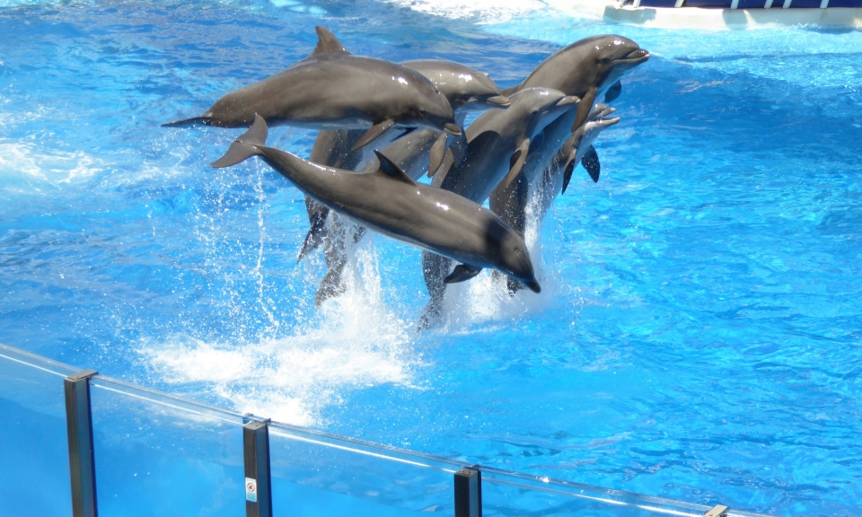 dolphin show 