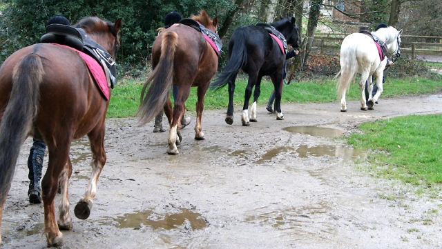 École de formation équestre 