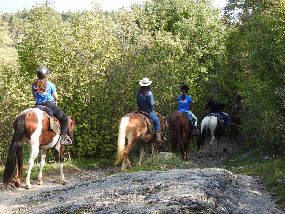  Human-animal connection 