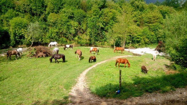  Horses in the meadow 