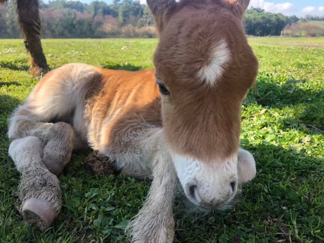 Pongo pequeño en nuestro manejo 