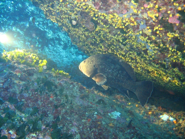  淹没的峡谷