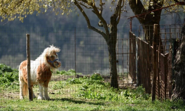 Ponys für Kinder 