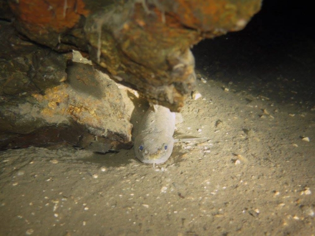  Ich verstecke mich besser 