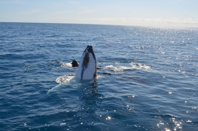  观鲸