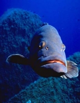 Incontri sottomarini