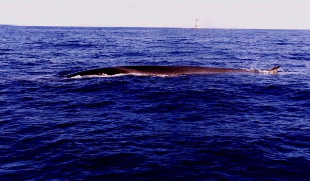  Cetacean