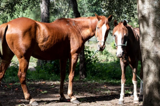  noble horse