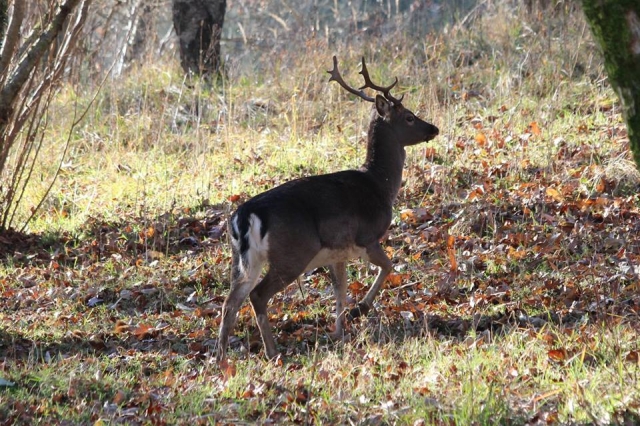  la faune de notre montagne 