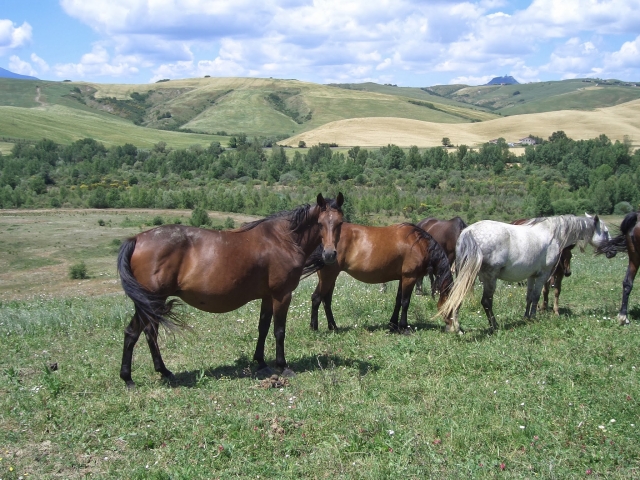  nos chevaux 