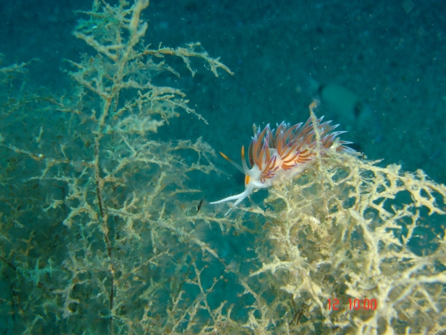 nudibranchi