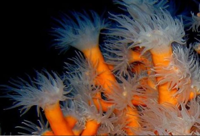 Dendrophyllia Ramea Polipi