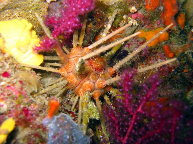  BLS Cursos de especialización 