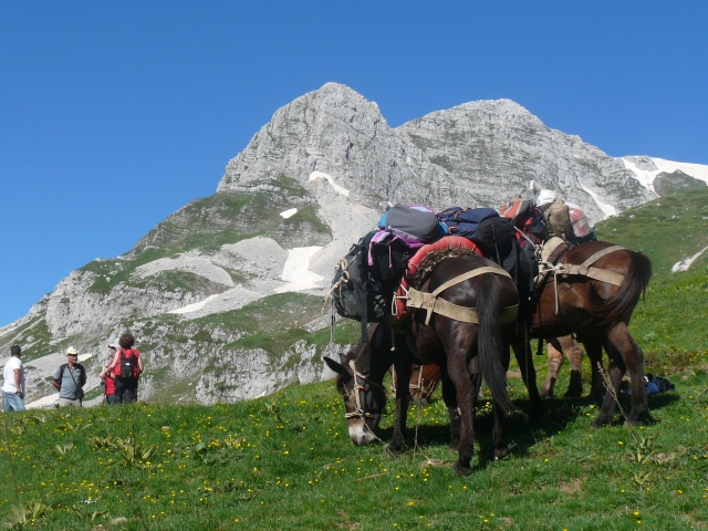 Trekking con i muli