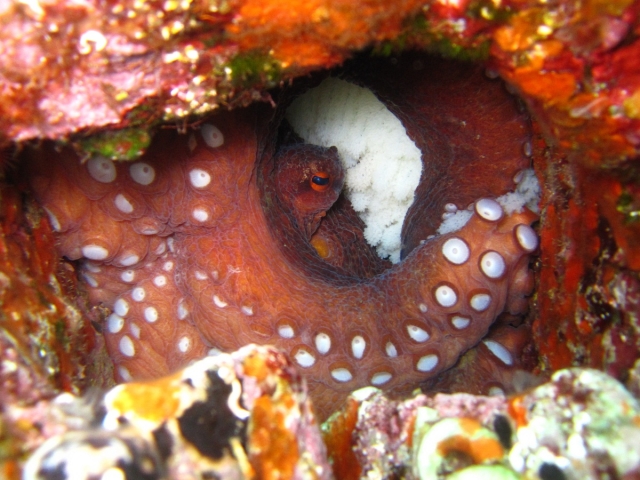  Octopus 