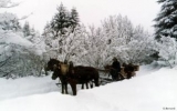 Sleigh with horses